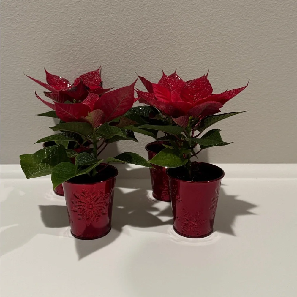 6 Mini Holiday Plant Pot